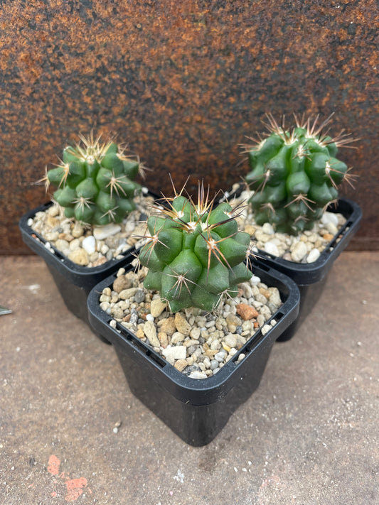 Copiapoa megarhiza v echinata