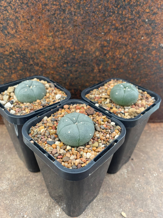 LW rinconda (seed grown)