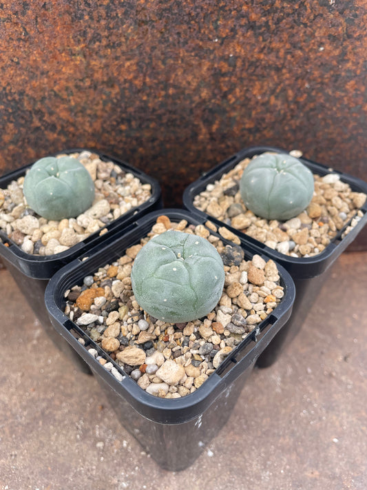 LW south x northern form (seed grown)
