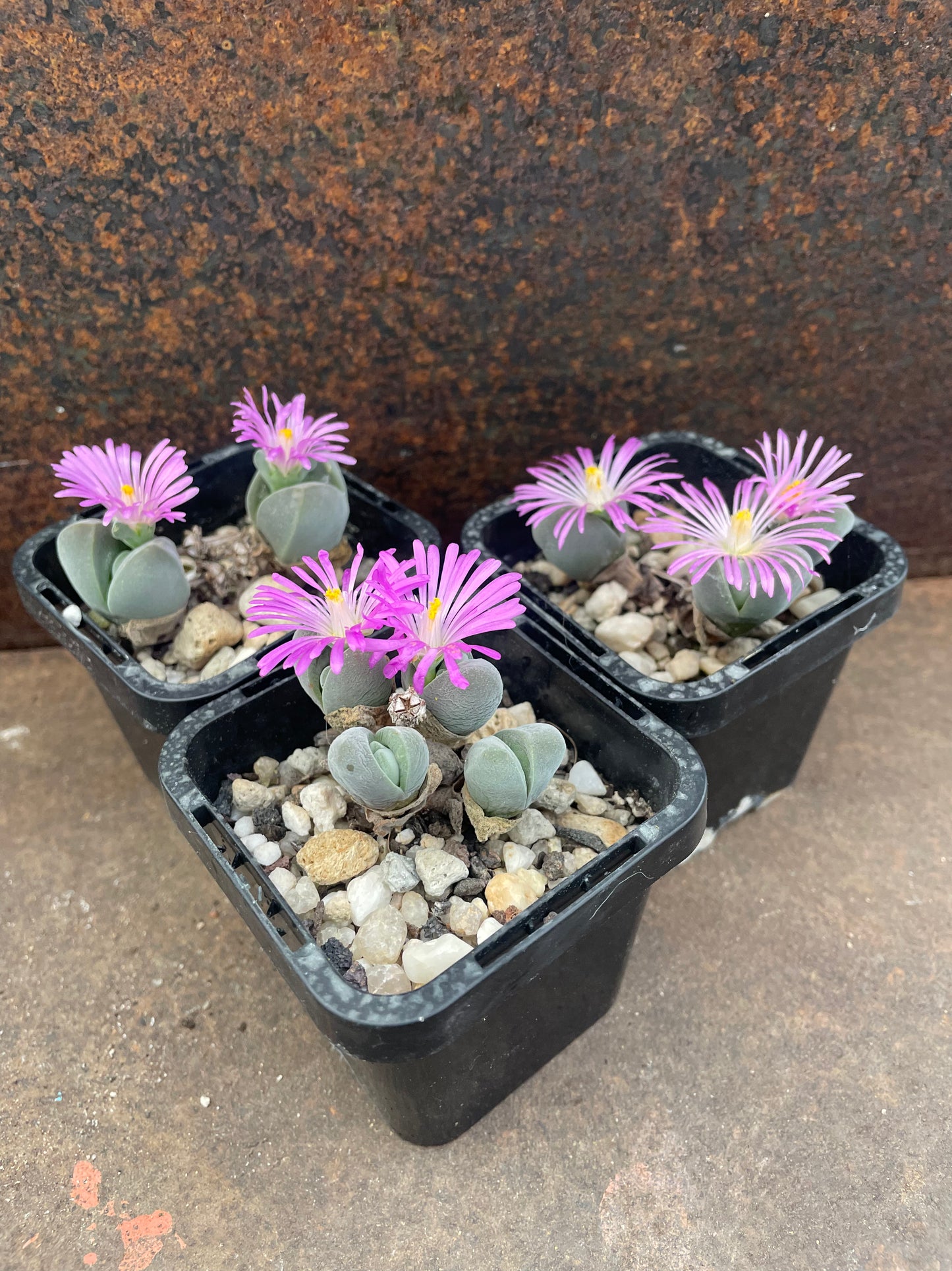 Gibbaeum dispar