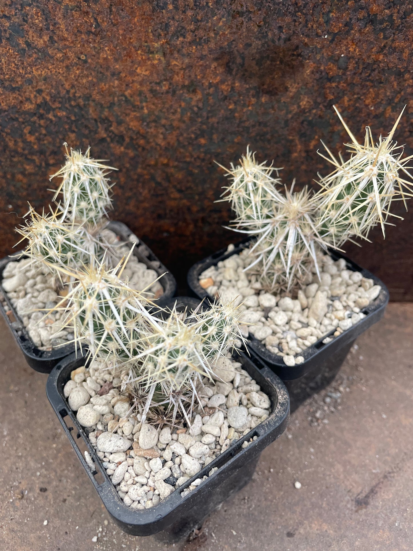 Grusonia clavata