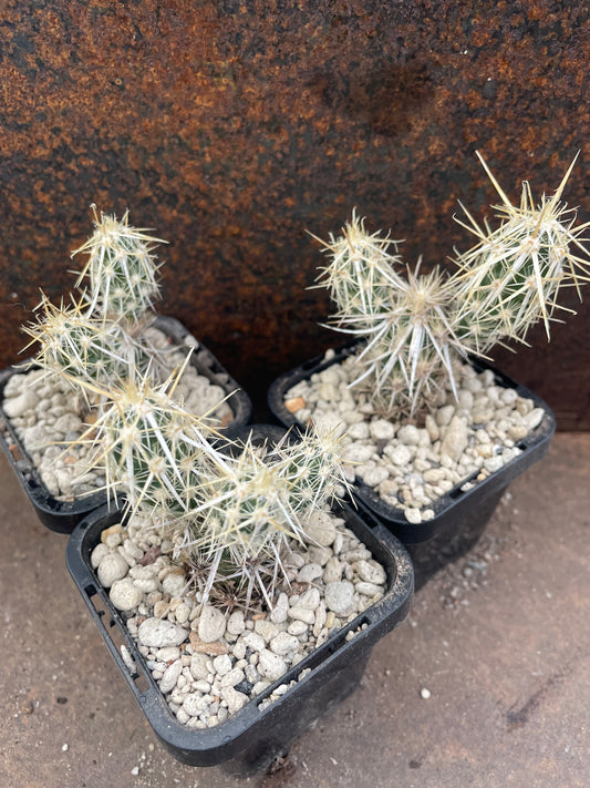 Grusonia clavata