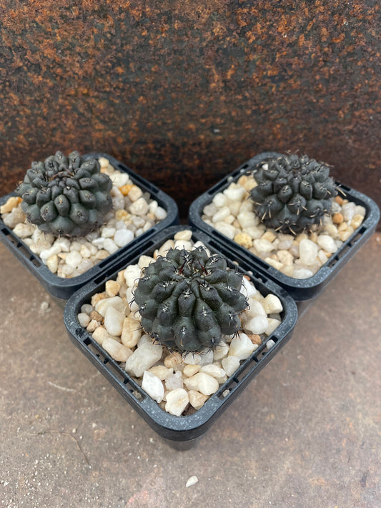 Neochilenia napina