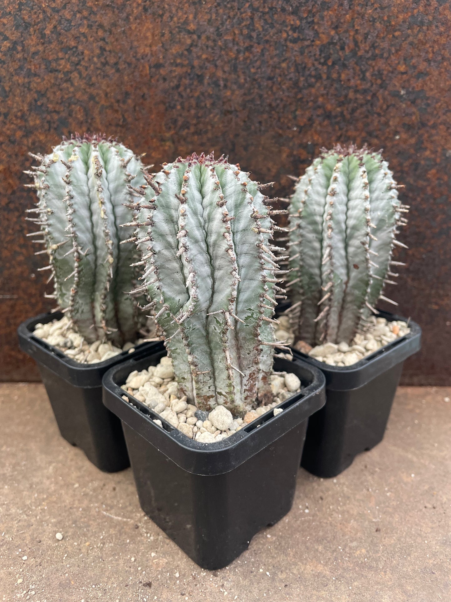 Eu. polygona ‘Zig Zag’