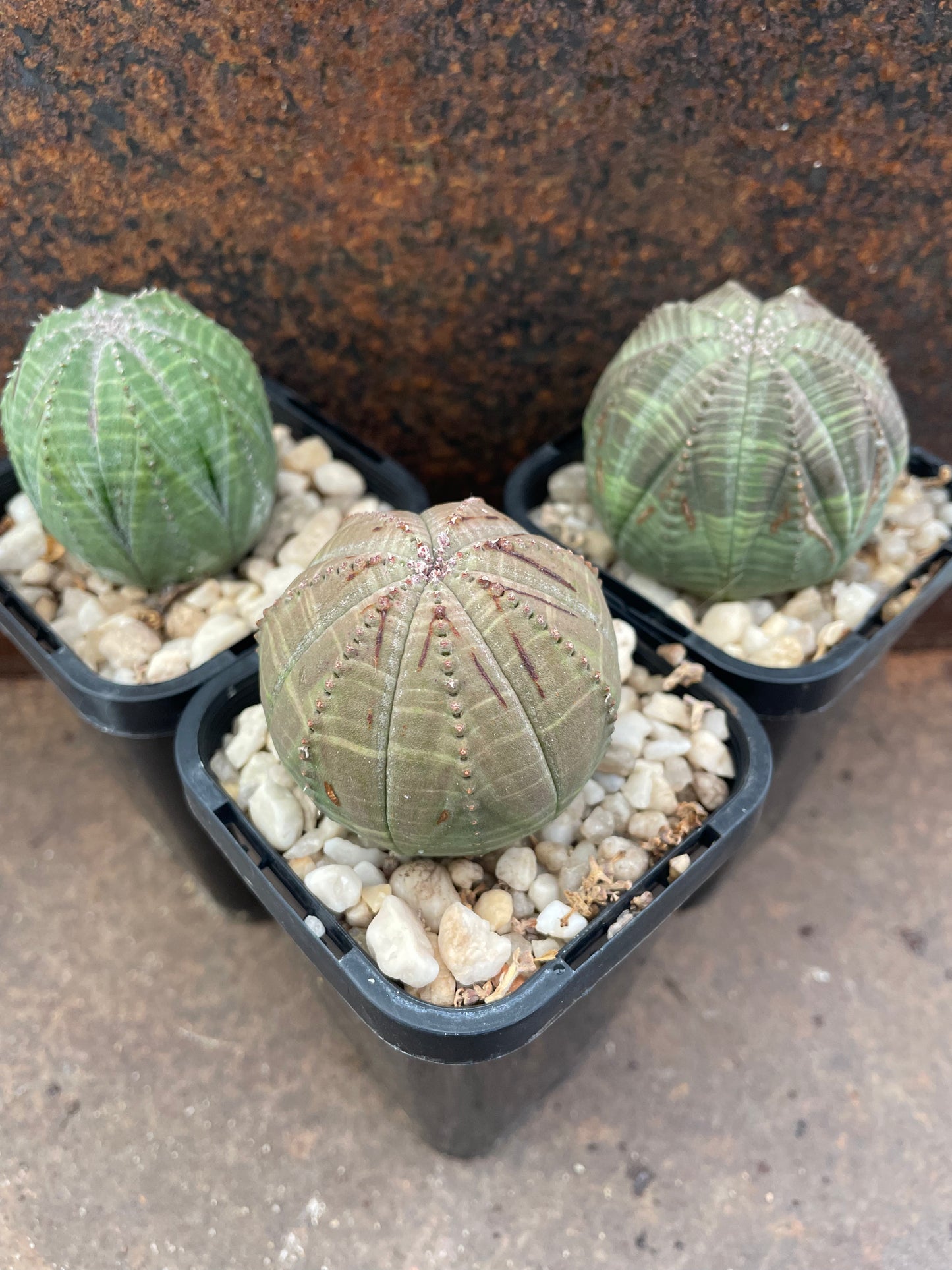 Eu. Obesa