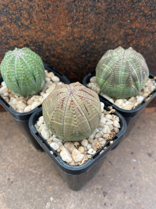 Eu. Obesa
