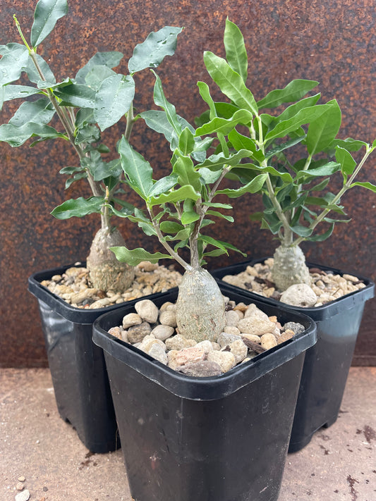 Fockea edulis 'Hottentot Bread'