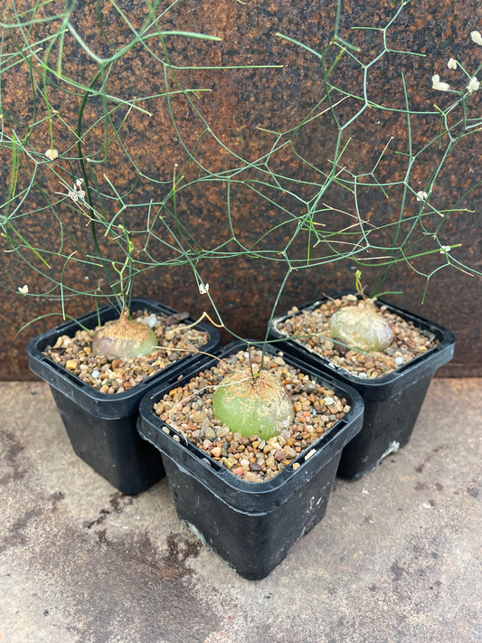 Schizobasis intricata