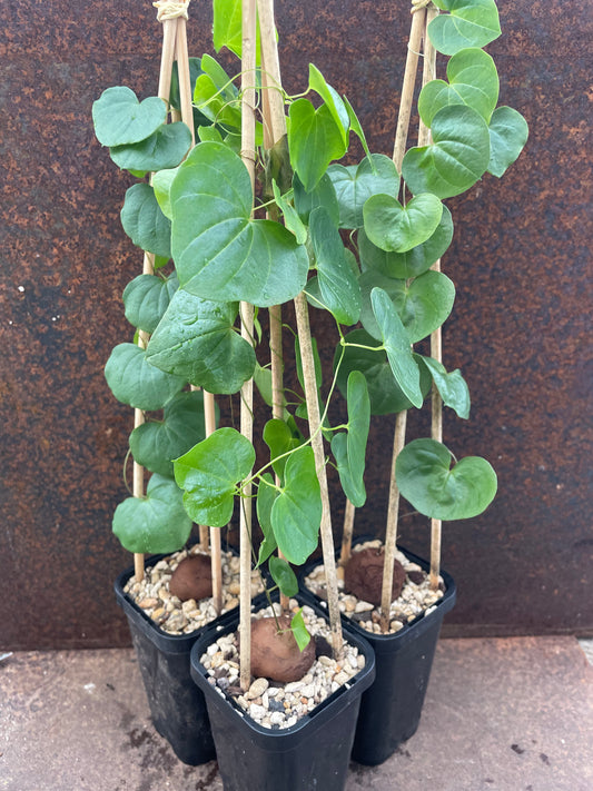 Dioscorea elephantipes (elephant’s foot)