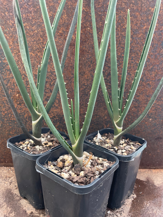 Aloe barberae 'Tree Aloe'