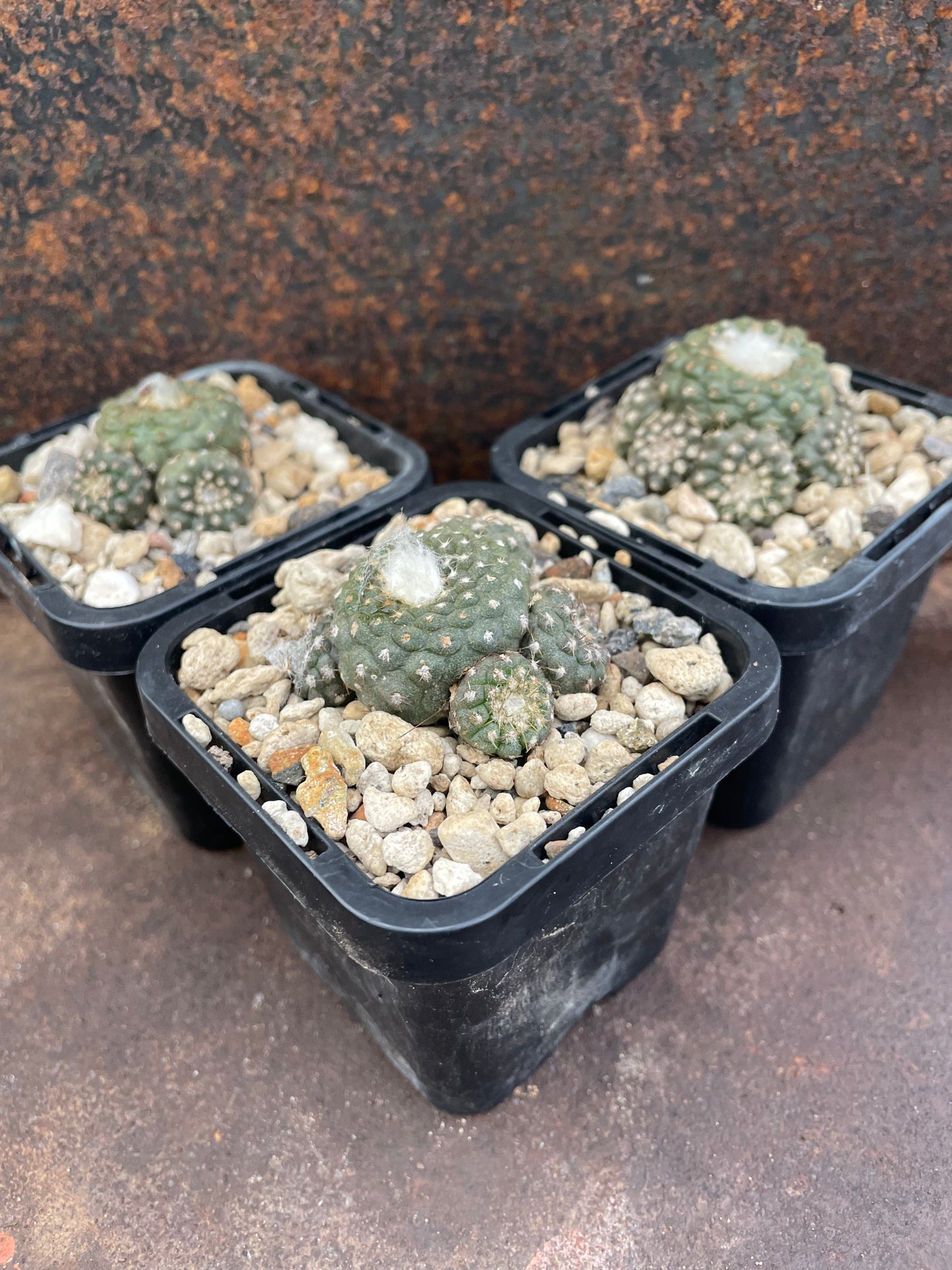 Copiapoa laui