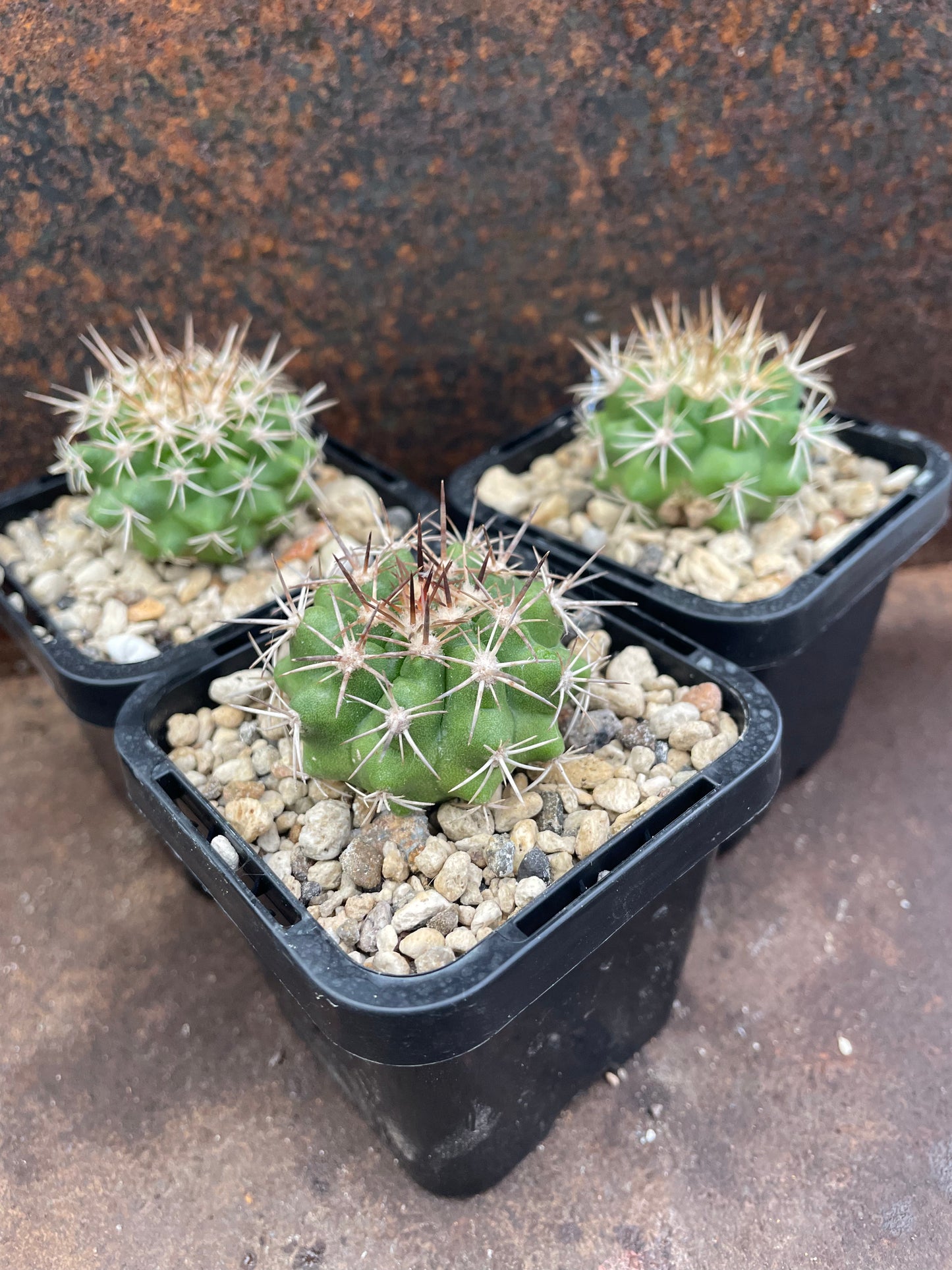 Copiapoa cinerascens