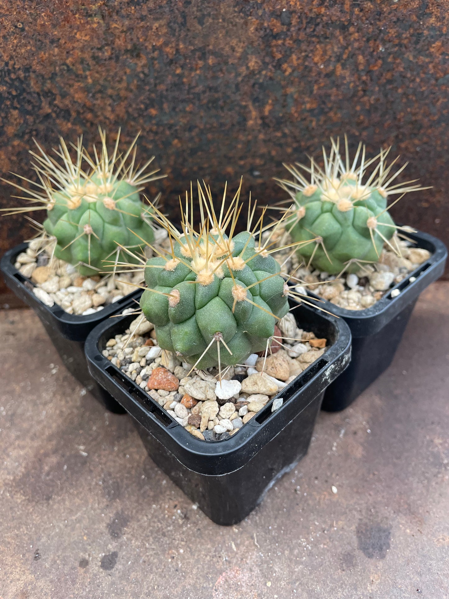 Copiapoa haseltoniana