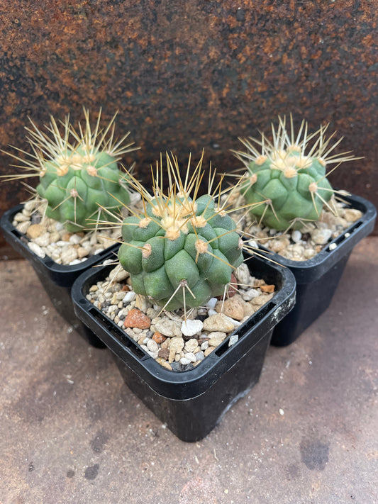 Copiapoa haseltoniana