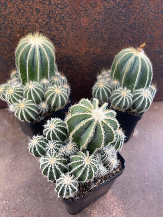 Parodia magnifica compacta