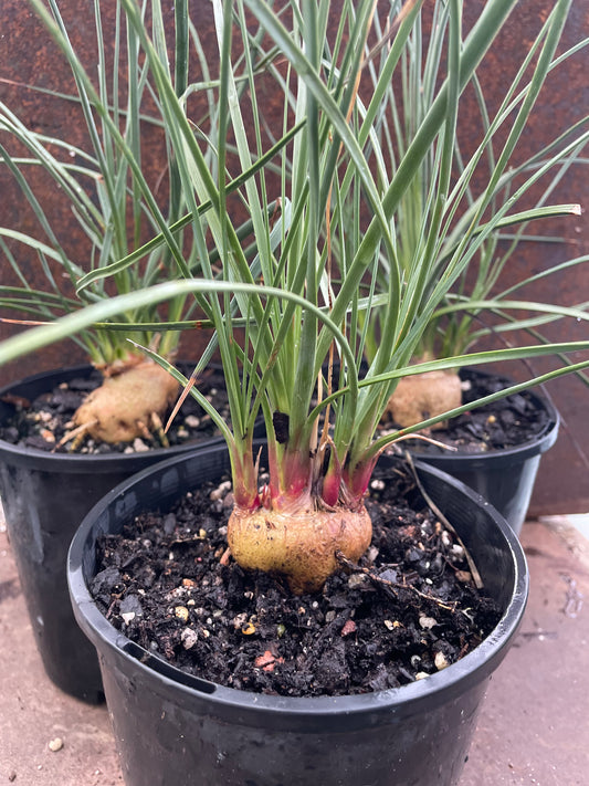 Calibanus hookeri