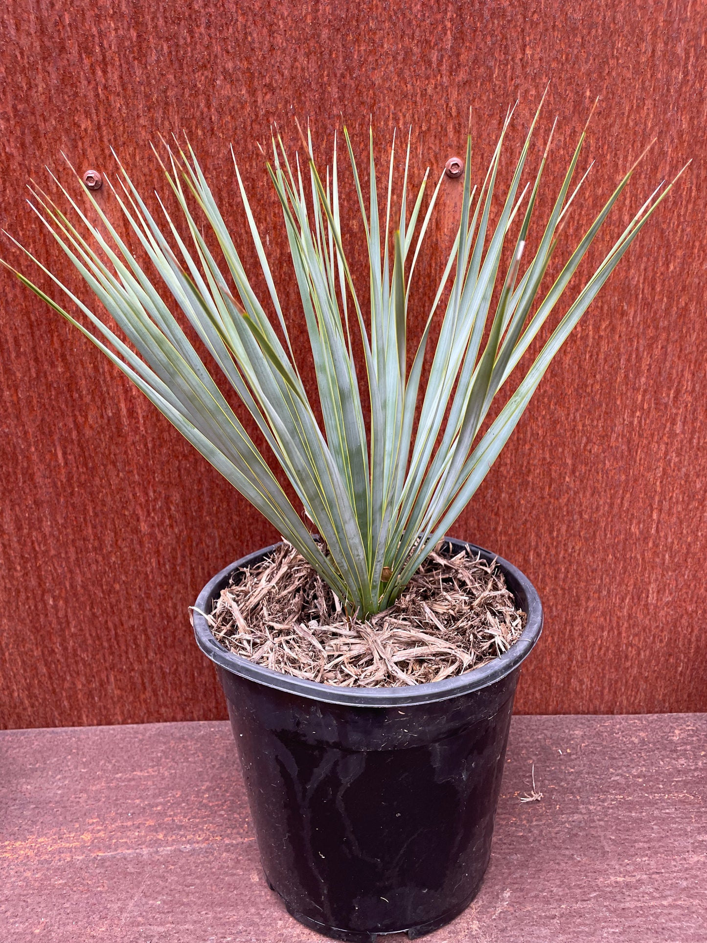 Yucca rostrata “beaked yucca”
