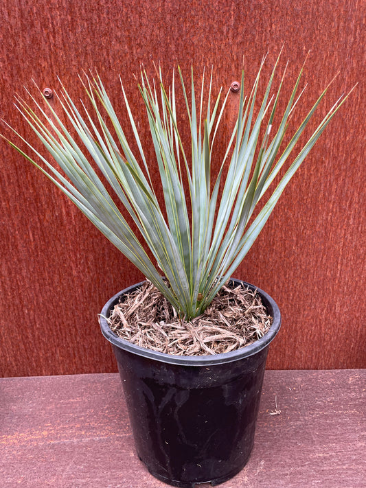 Yucca rostrata “beaked yucca”