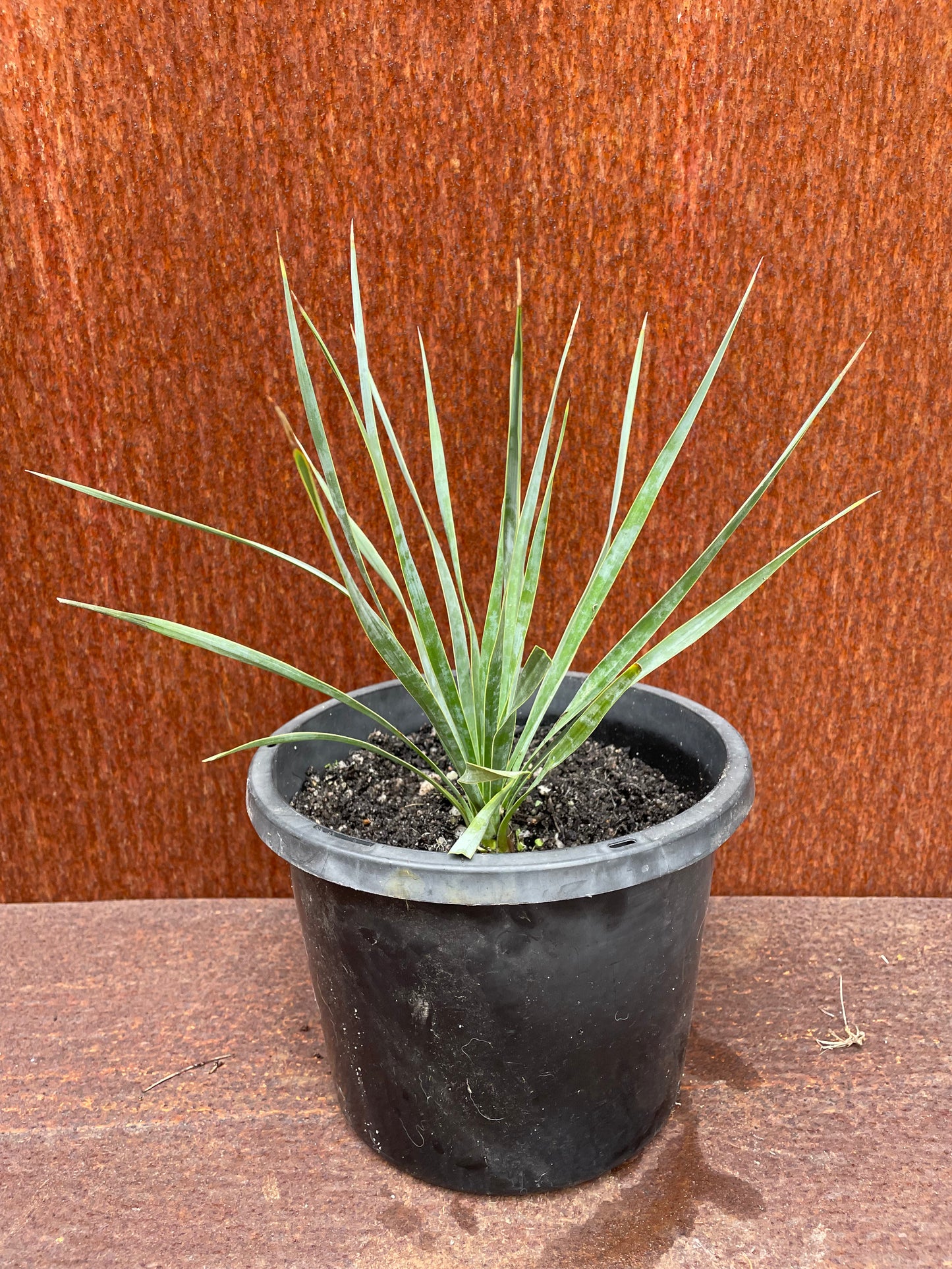 Yucca rostrata “beaked yucca”