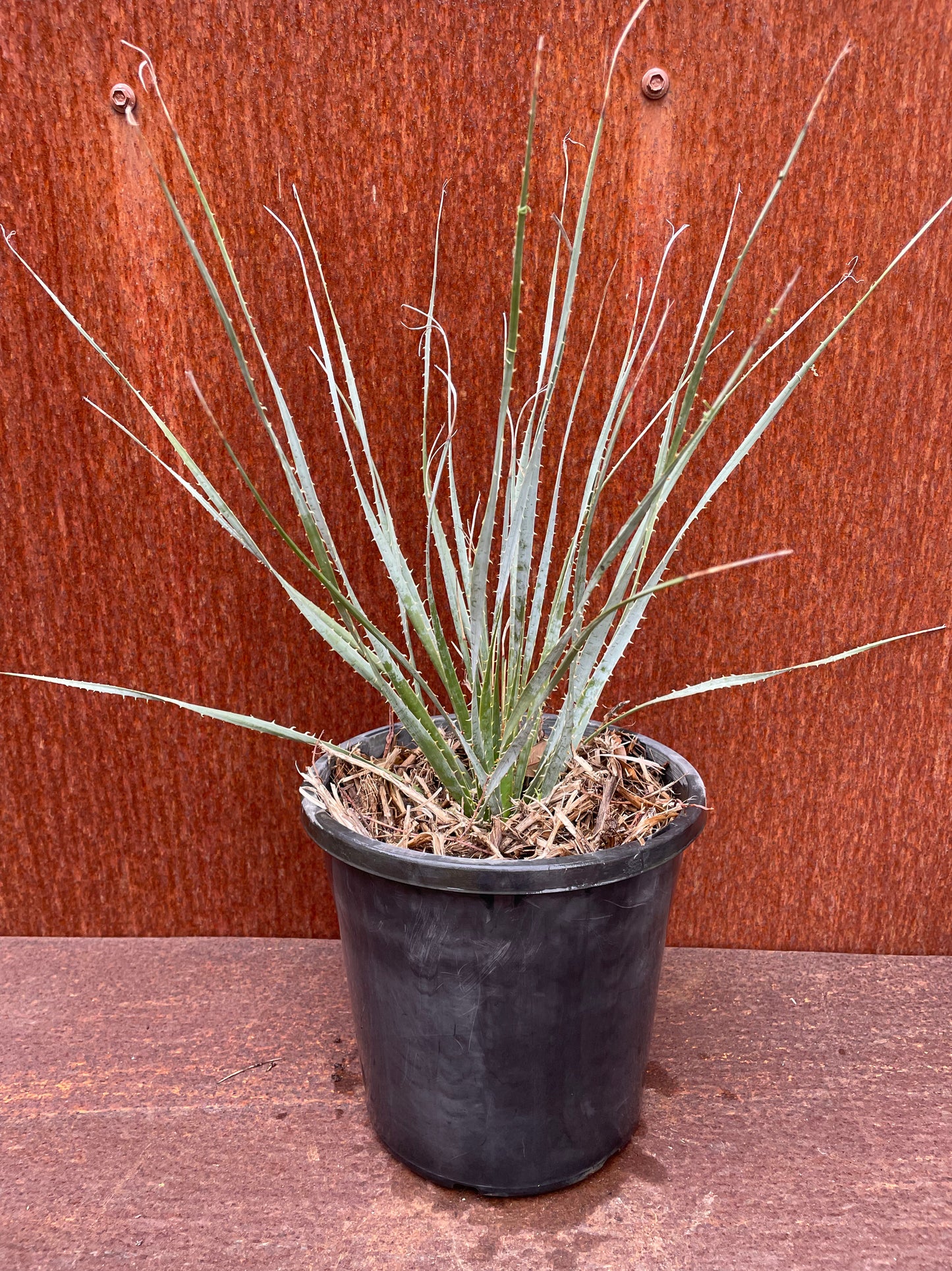 Dasylirion wheeleri