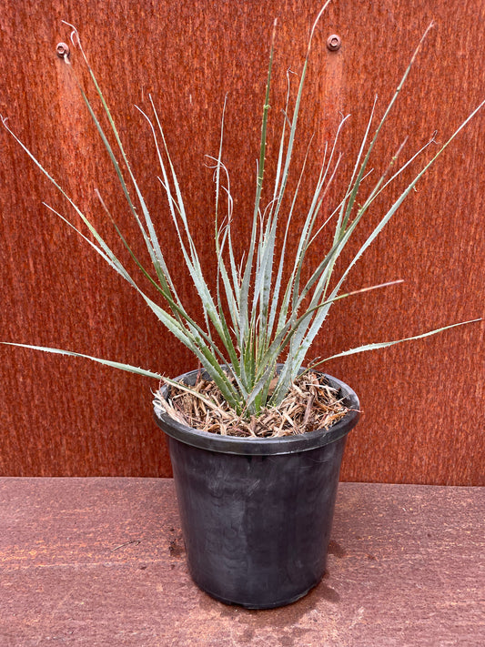 Dasylirion wheeleri