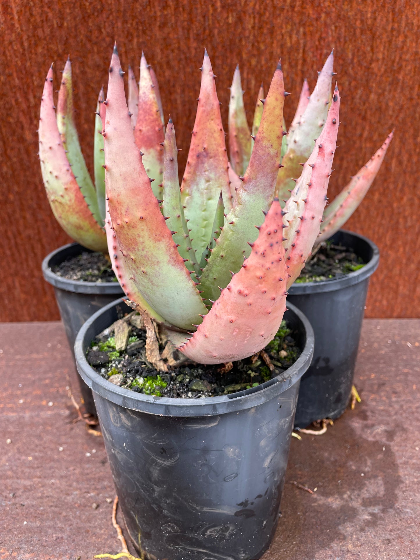 Aloe reitzii