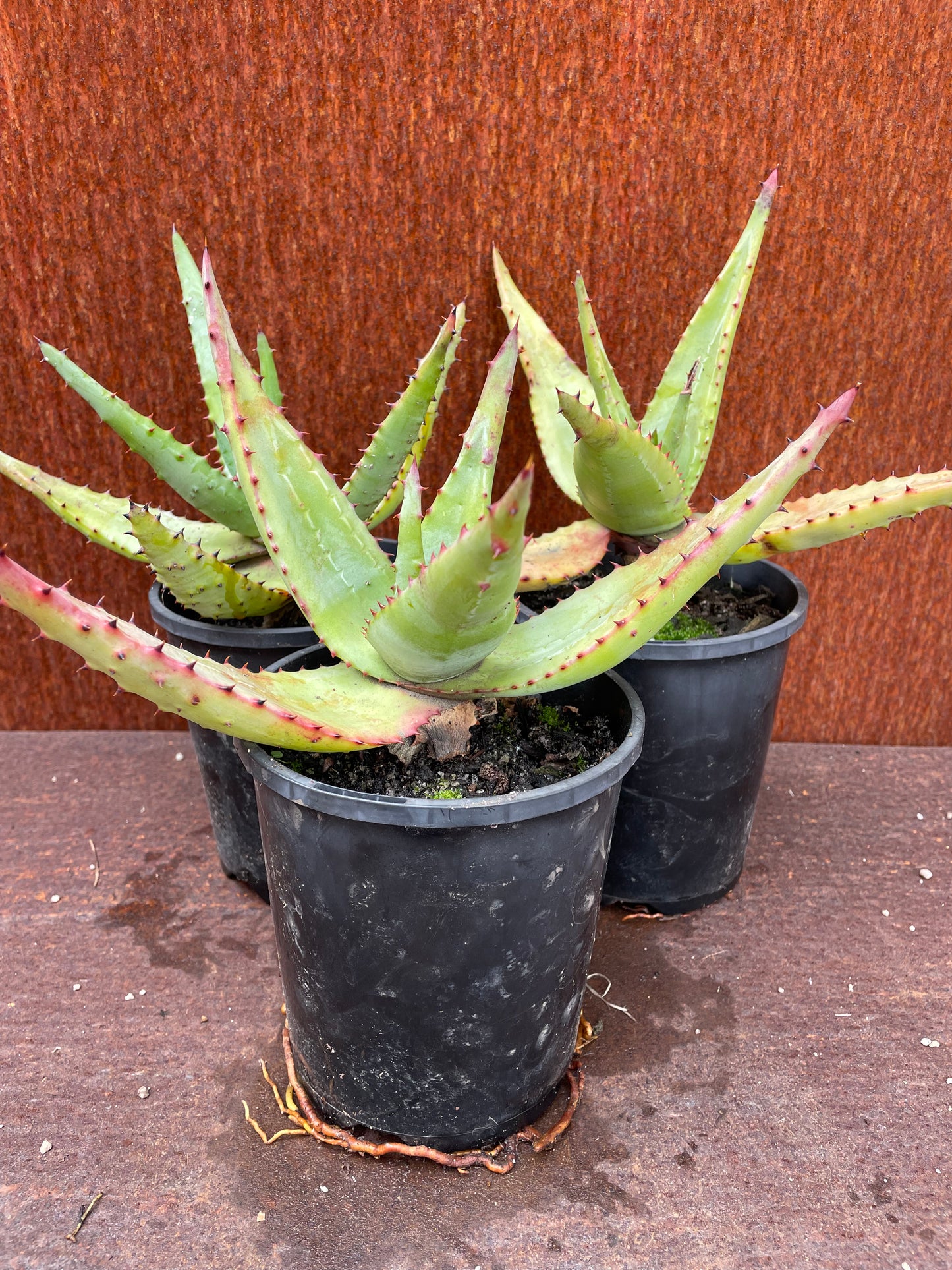 Aloe Ferox “Bitter Aloe”