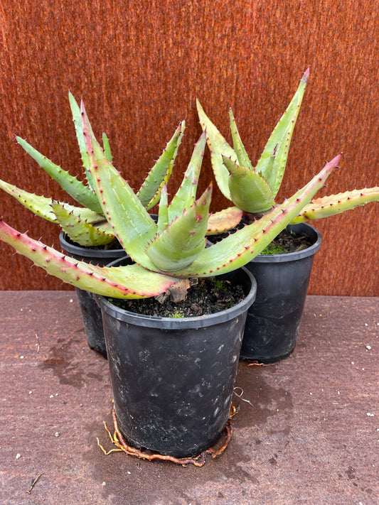 Aloe Ferox “Bitter Aloe”