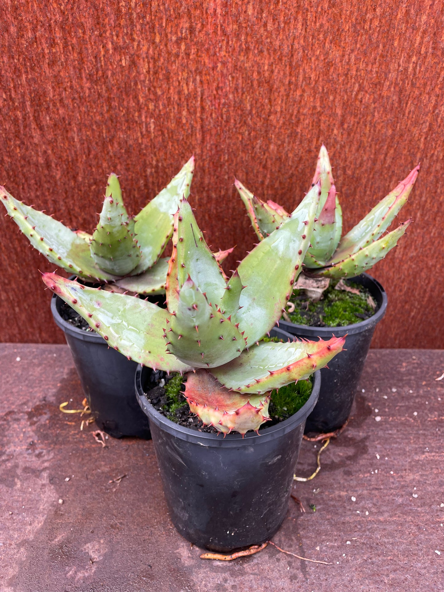 Aloe spectablis
