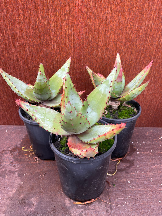 Aloe spectablis