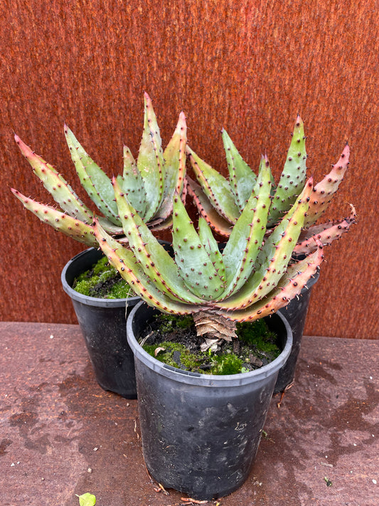 Aloe marlothii “mountain aloe”