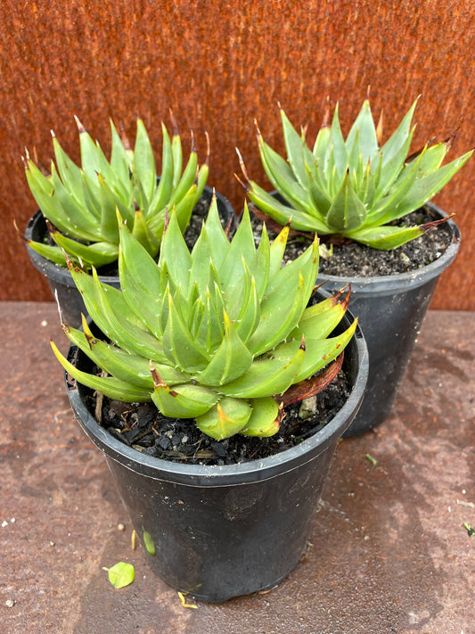 Aloe polyphylla “spiral aloe”