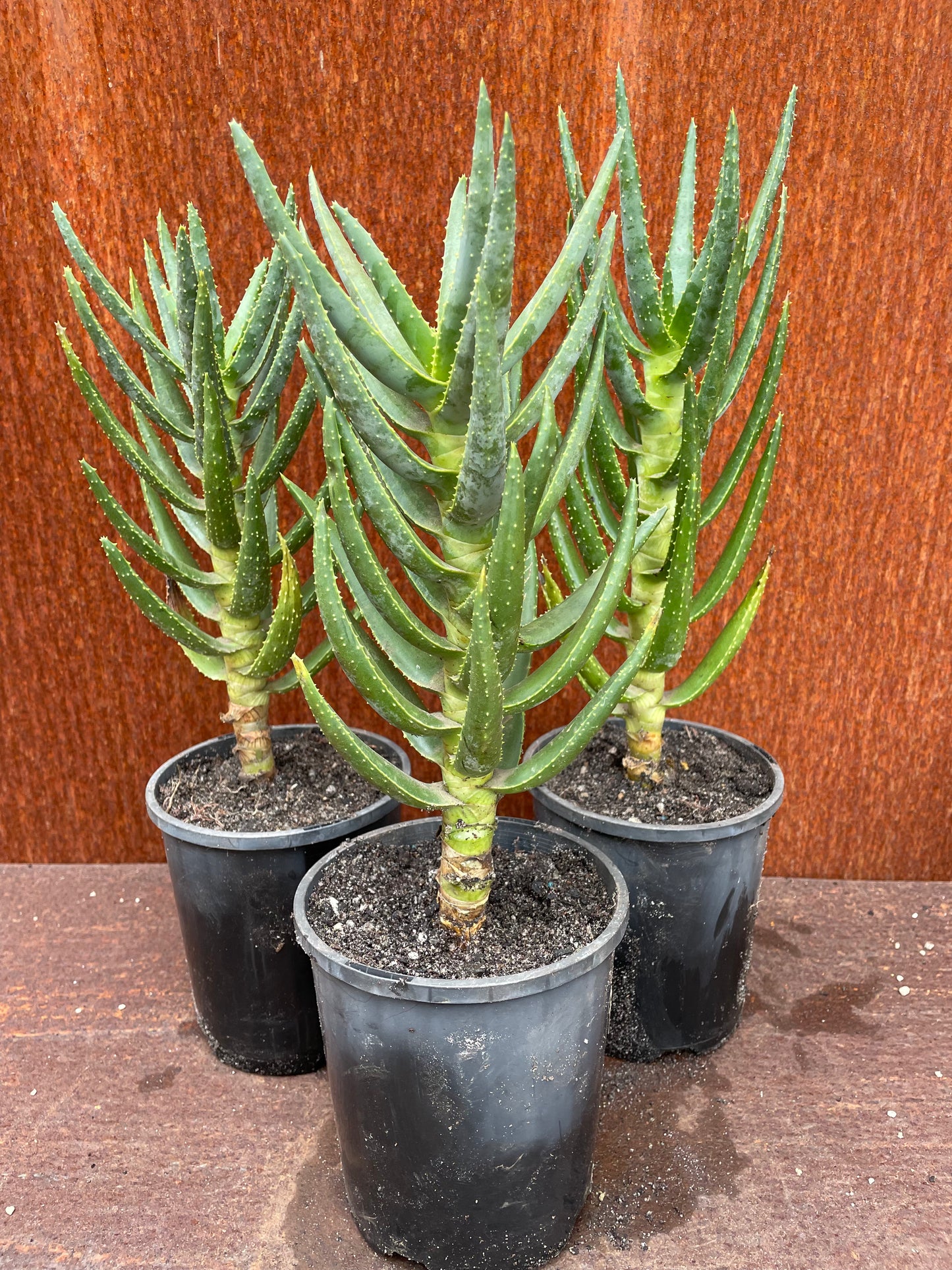 Aloe dichotoma