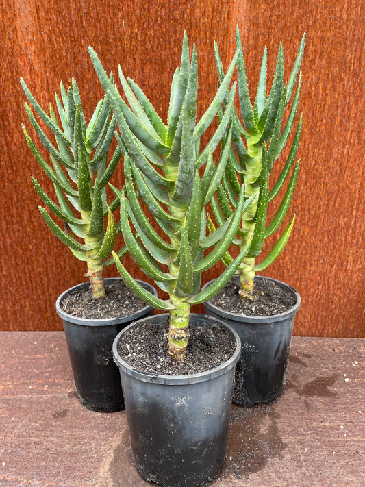 Aloe dichotoma