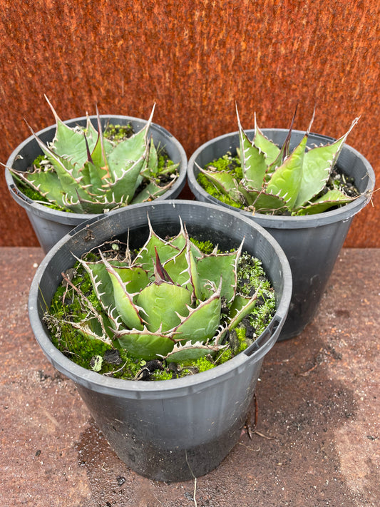 Agave parrasana 'Cabbage Head Agave'