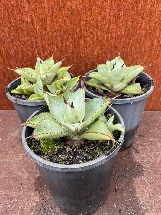 Agave pygmae 'Dragon Toes'