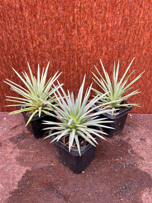 Agave stricta 'Nana'