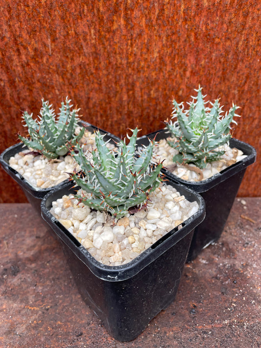 Aloe Erinacea