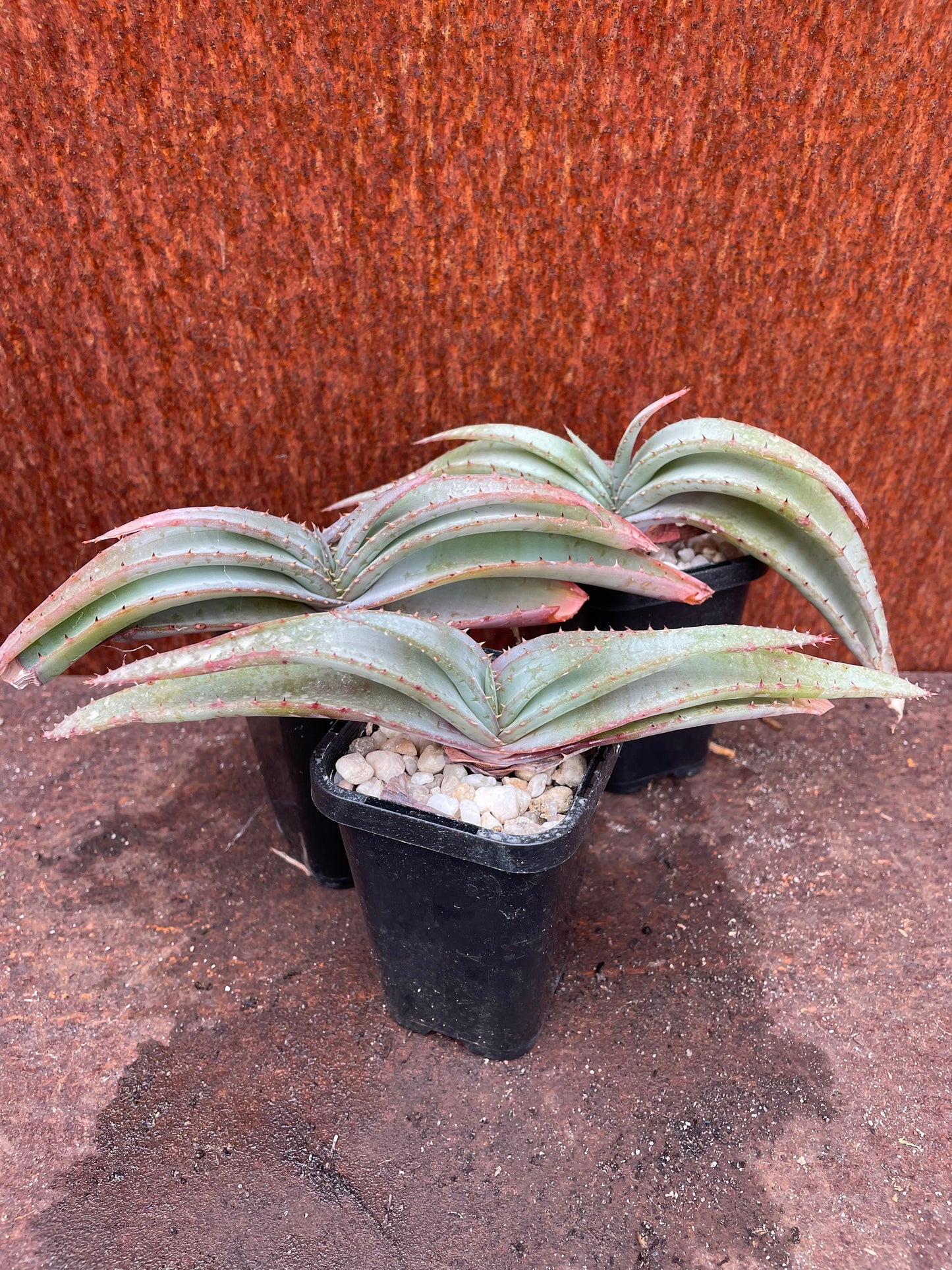 Aloe suprafoliata (Book Aloe)