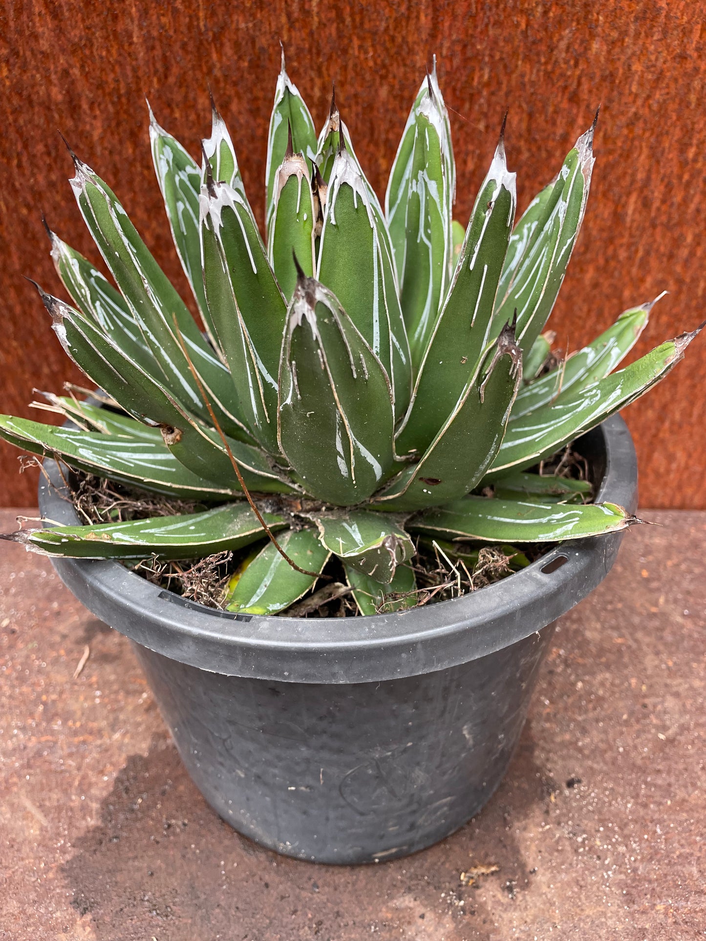 Agave Victoria - Reginae “Queen Victoria Agave”