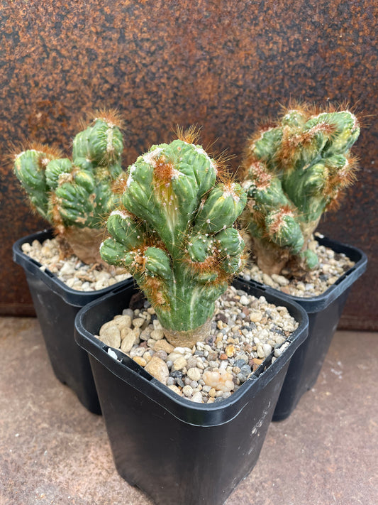 Cereus forbesii monstrose variegata