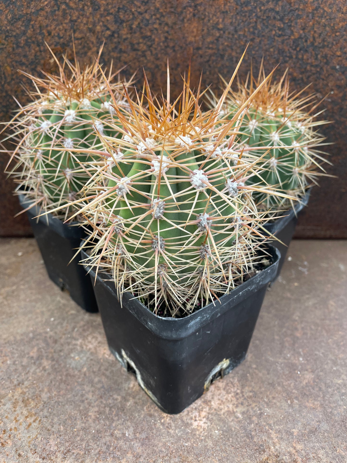 Trichocereus pasacana