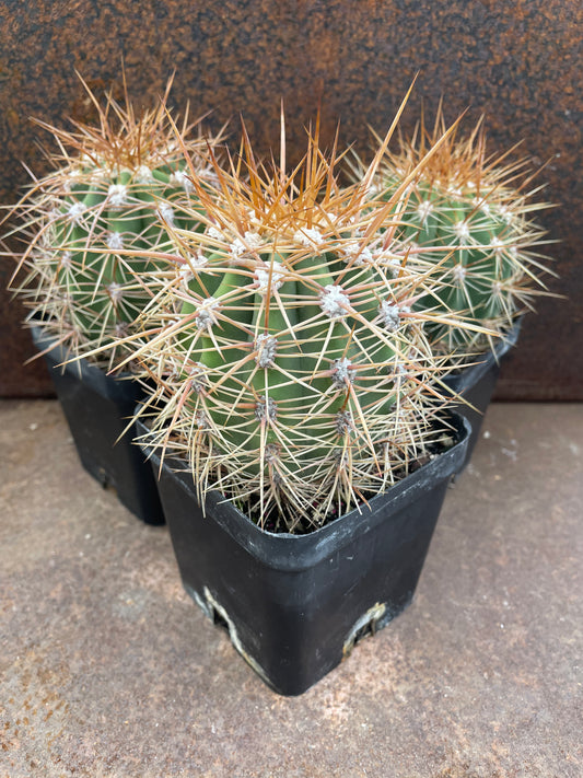 Trichocereus pasacana