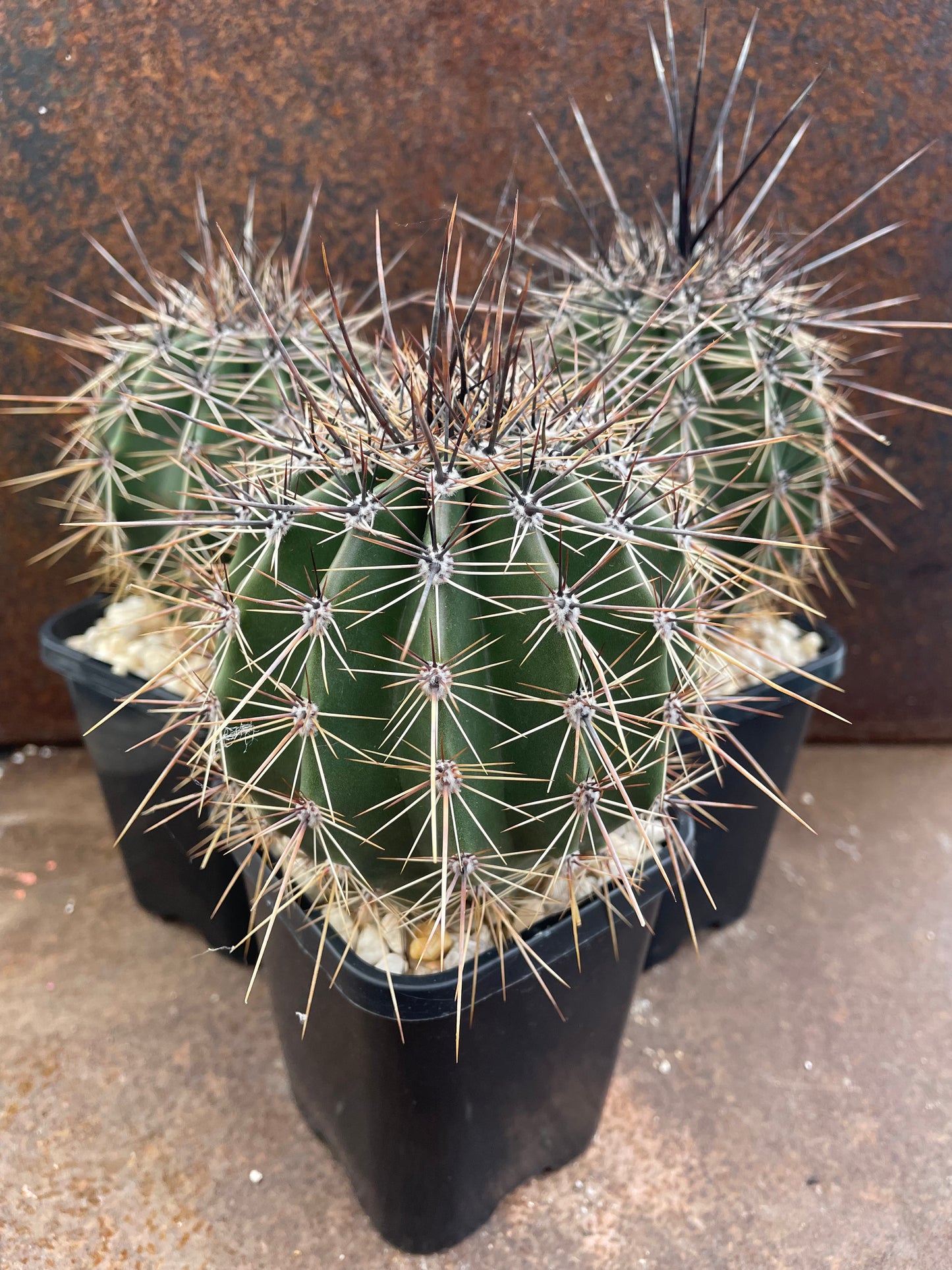 Carnegiea gigantea 'Saguaro'