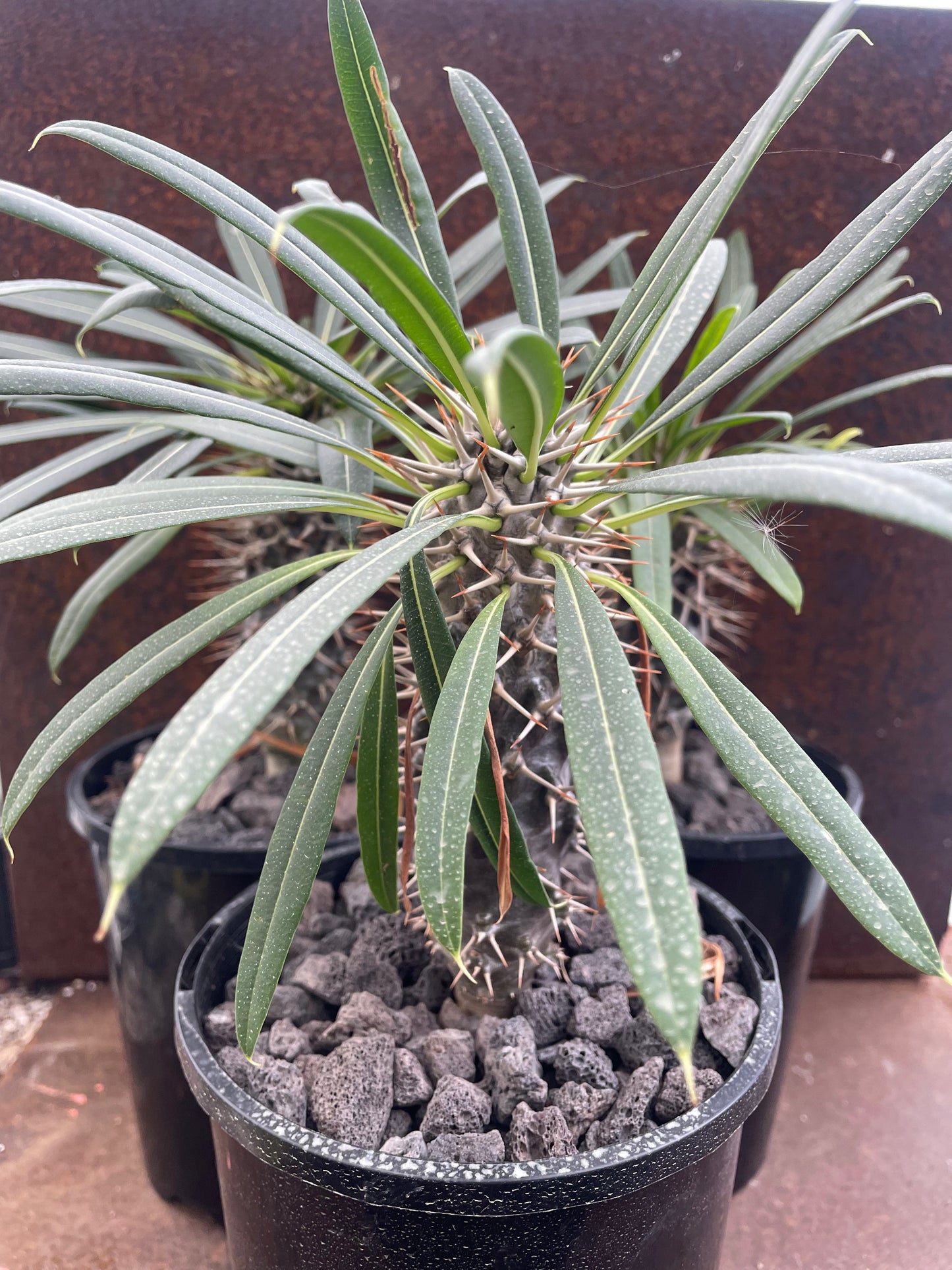 Pachypodium lamerei 'Madagascar Palm'