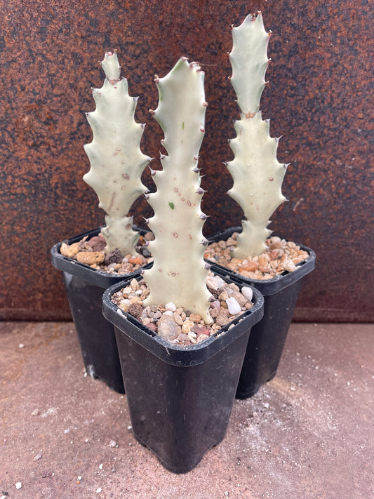 Eu. lactea “white ghost”