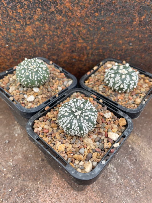 Astrophytum asterias 'super kabuto'