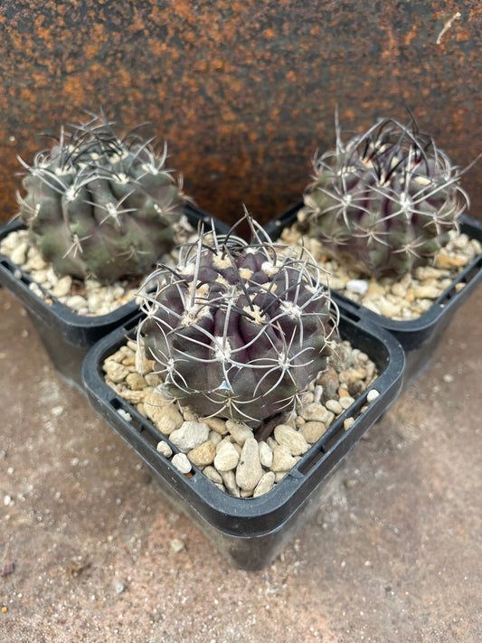 Neochilenia (Eriosyce) charasensis