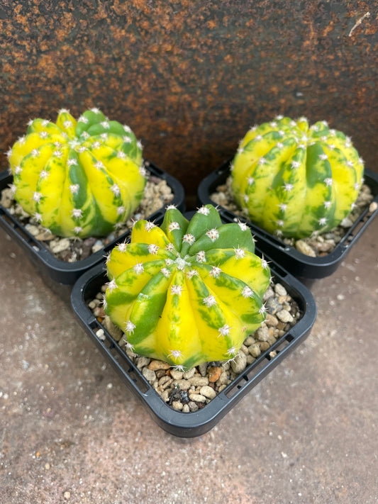 Echinopsis cv Sunrise variegated