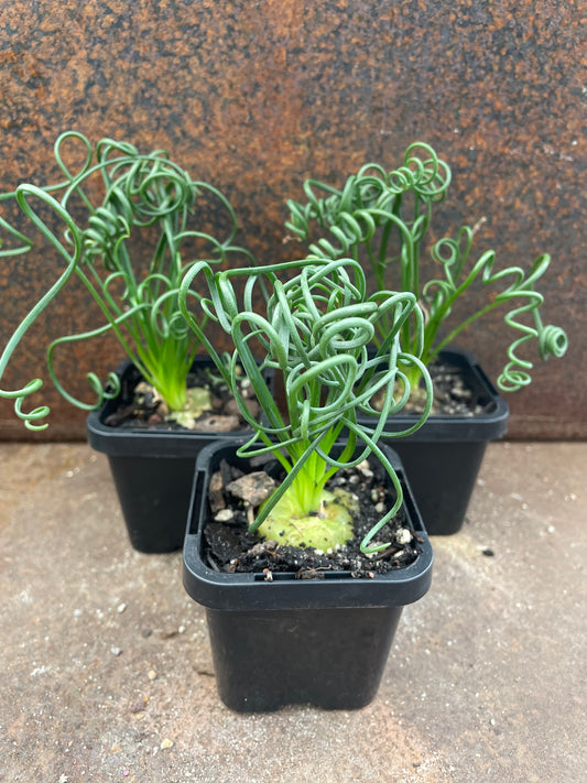 Albuca spiralis “frizzle sizzle”